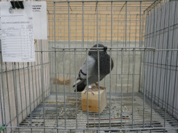 XIV Concurso Exposición de Palomas de Raza en Mula 2024